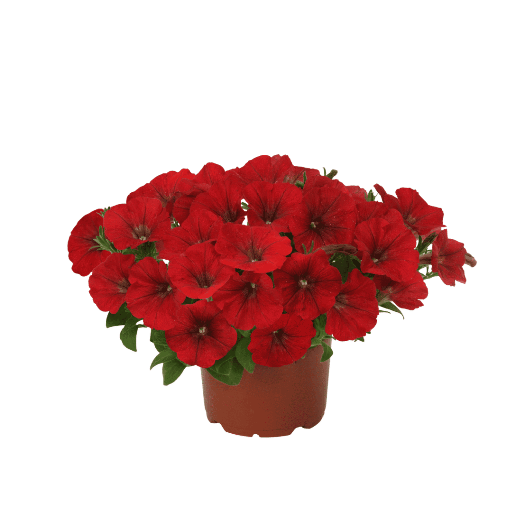 Petunia Shock Wave Red Improved