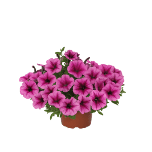 Petunia Shock Wave Rose Vein