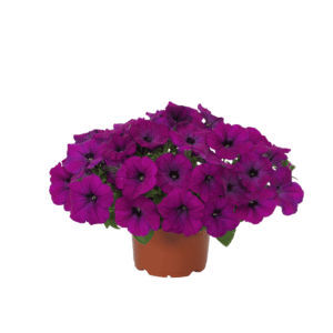 Petunia Shock Wave Violet