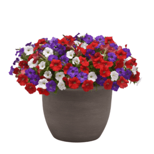 Petunia Shock Wave Volt Mixture Improved