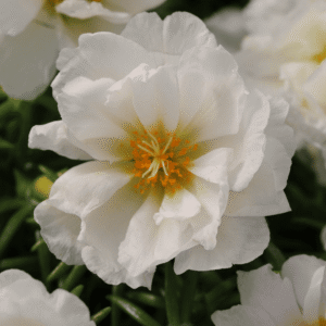 Portulaca Happy Hour Coconut