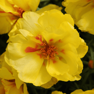 Portulaca Happy Hour Lemon