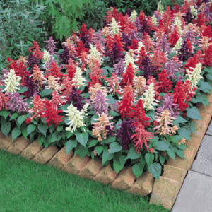 Salvia Vista Mixture