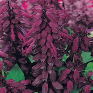 Salvia Vista Purple