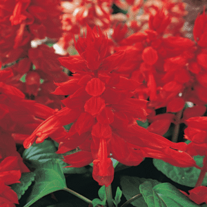 Salvia Vista Red