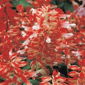 Salvia Vista Red and White