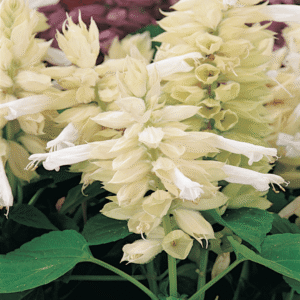 Salvia Vista White