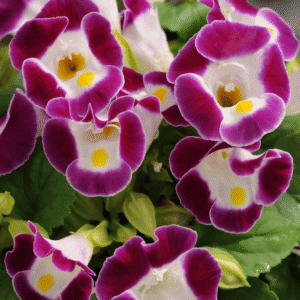 Torenia Kauai Burgundy