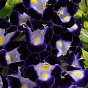 Torenia Kauai Deep Blue