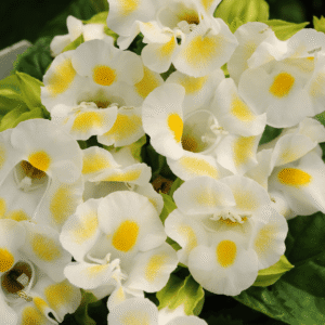 Torenia Kauai Lemon Drop