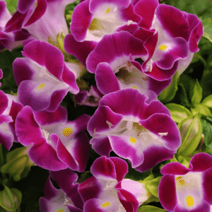 Torenia Kauai Magenta