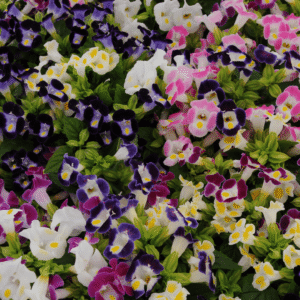 Torenia Kauai Mix