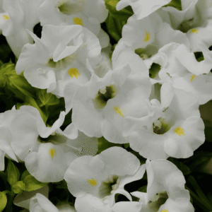 Torenia Kauai White