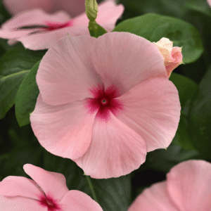 Vinca Titan-ium Apricot