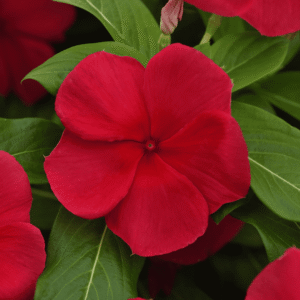 Vinca Titan-ium Dark Red