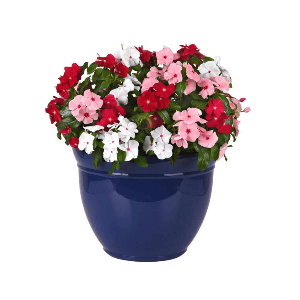 Vinca Titan-ium Mixed