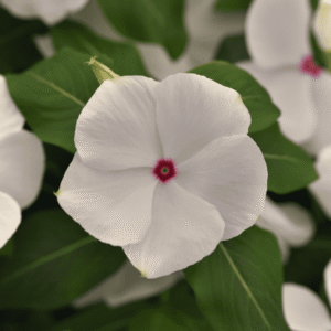 Vinca Titan-ium Polka Dot