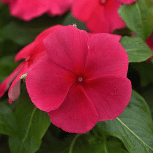 Vinca Titan-ium Punch