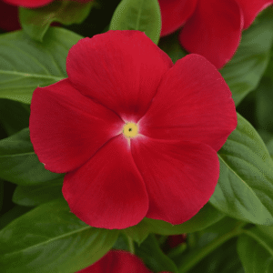 Vinca Titan-ium Really Red