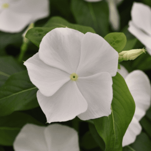 Vinca Titan-ium White