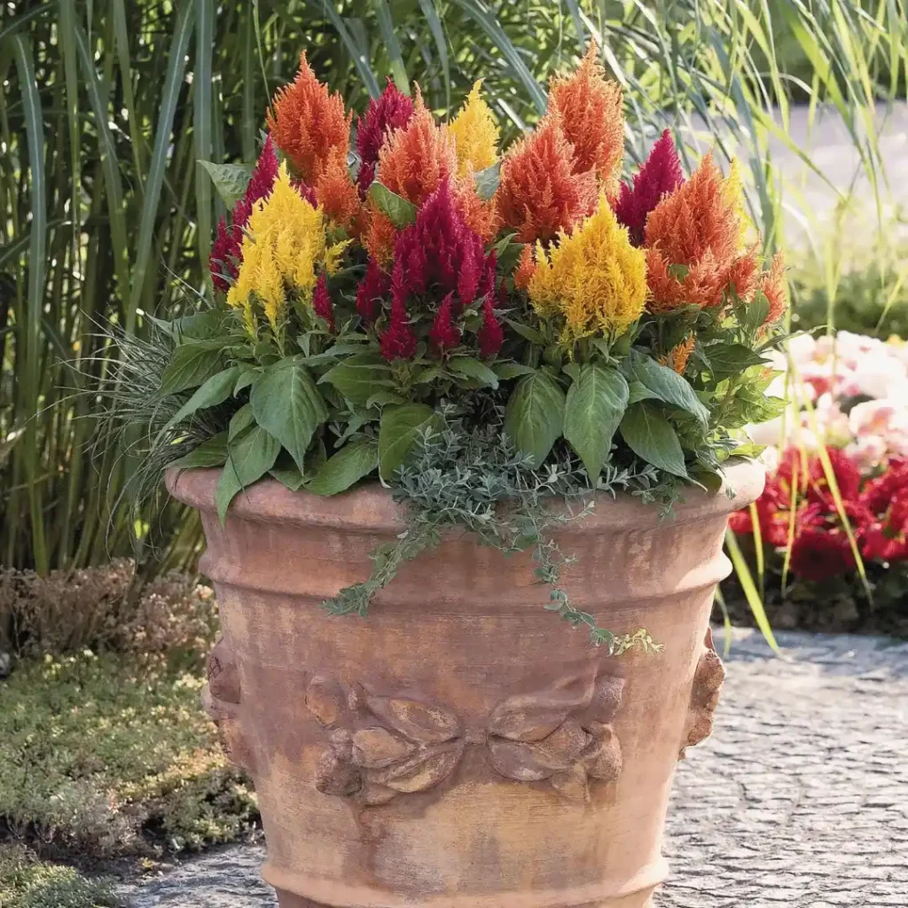 Celosia Fresh Look