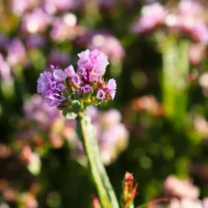 Limonium Hipster Rose