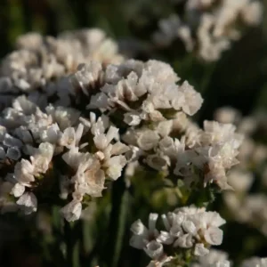 Limonium Hipster White