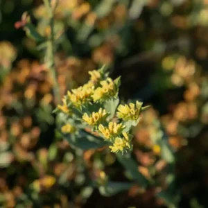 Limonium Hipster Yellow
