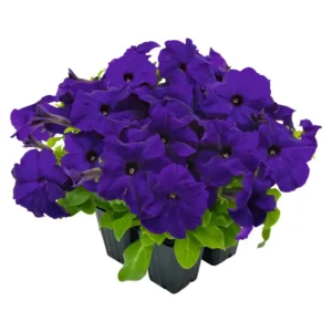 Petunia Success HD Blue