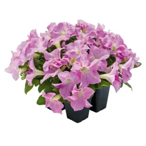 Petunia Success HD Light Pink