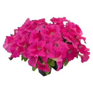 Petunia Success HD Pink