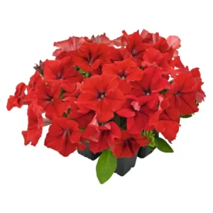 Petunia Success HD Red