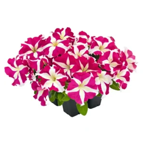 Petunia Success HD Rose Star