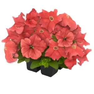 Petunia Success HD Salmon