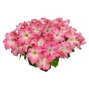 Petunia Success HD Salmon Morn