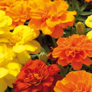 Tagetes Patula Safari