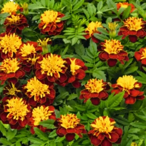 Tagetes Patula Super Hero