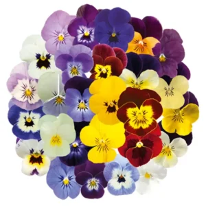 Viola Cornuta Admire