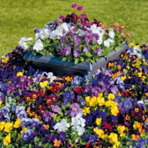 Viola Cornuta Admire