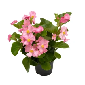 Begonia TopHat Pink