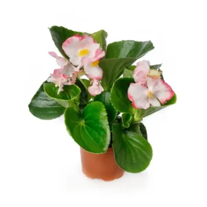 Begonia TopHat Rose Bicolor