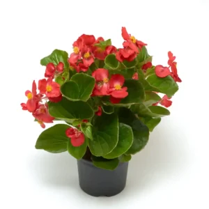 Begonia TopHat Scarlet
