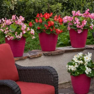 Begonia TopHat Todos los Colores