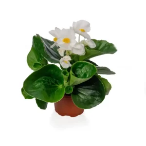 Begonia TopHat White