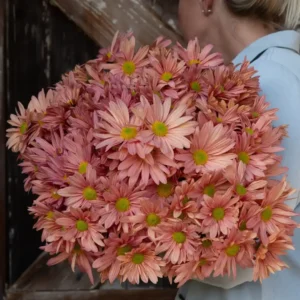 Chrysanthemum Indicum Blush Apricot