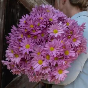 Chrysanthemum Indicum Blush Dark Pink
