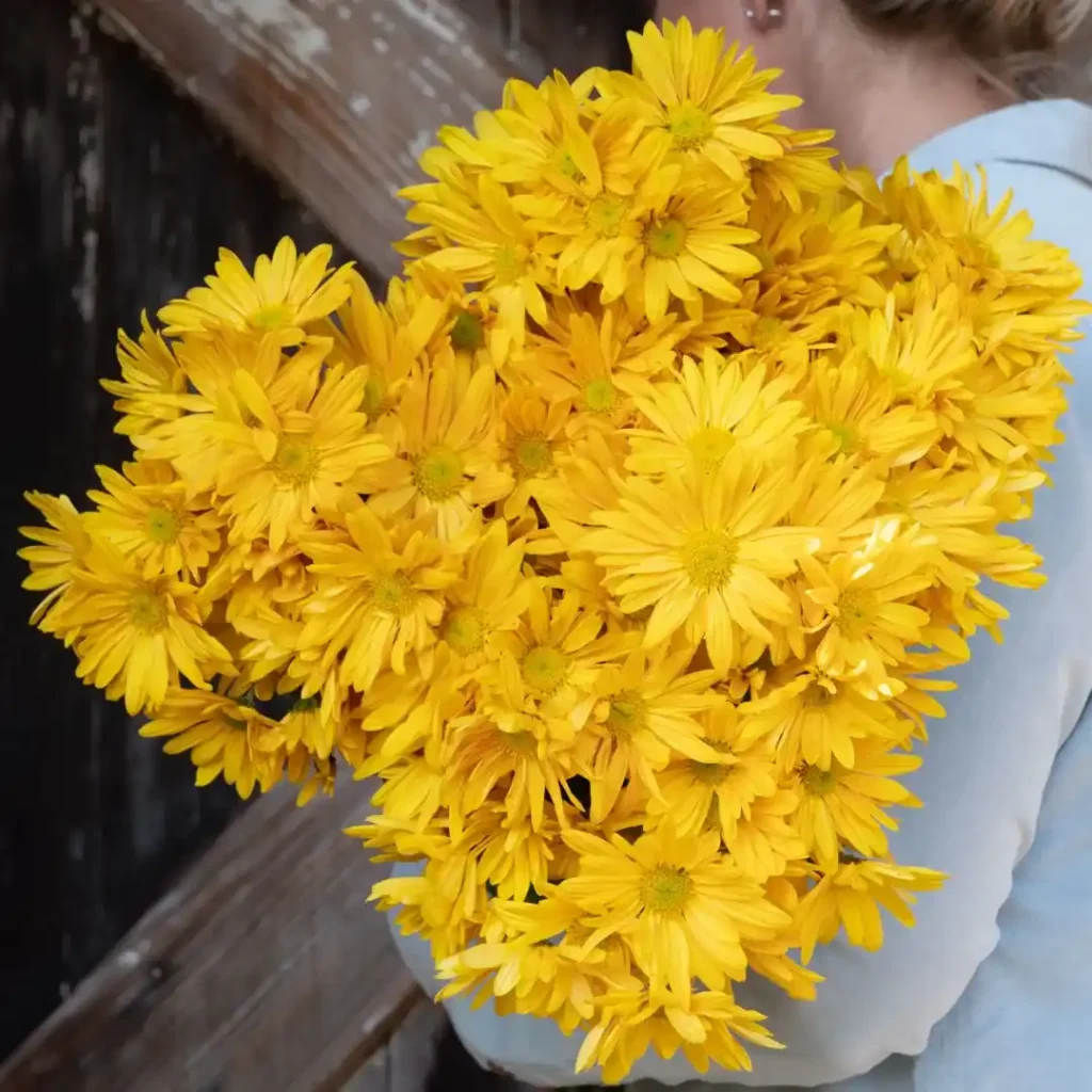 Chrysanthemum Indicum Blush Orange