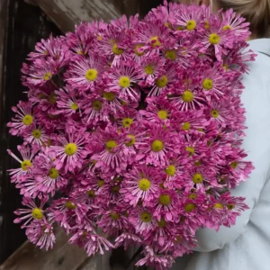 Chrysanthemum Indicum Blush Starling Pink