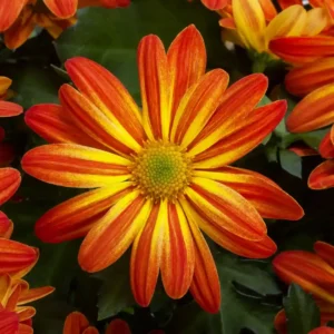 Chrysanthemum Indicum Milton Bronze Bicoolour