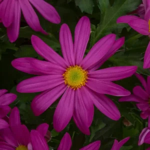 Chrysanthemum Indicum Milton Dark Pink